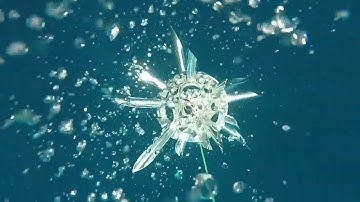 Abstract Radiolarian (ft. Gideon Gerlt) | Artist at Sea