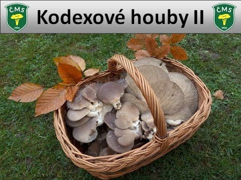 Video: Hřib černý - jedlé, ale nepříliš oblíbené houby