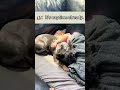 Baby sleeps more soundly with a good friend#dog#dog #love #doglove #lovelife #happy #fypyoutube