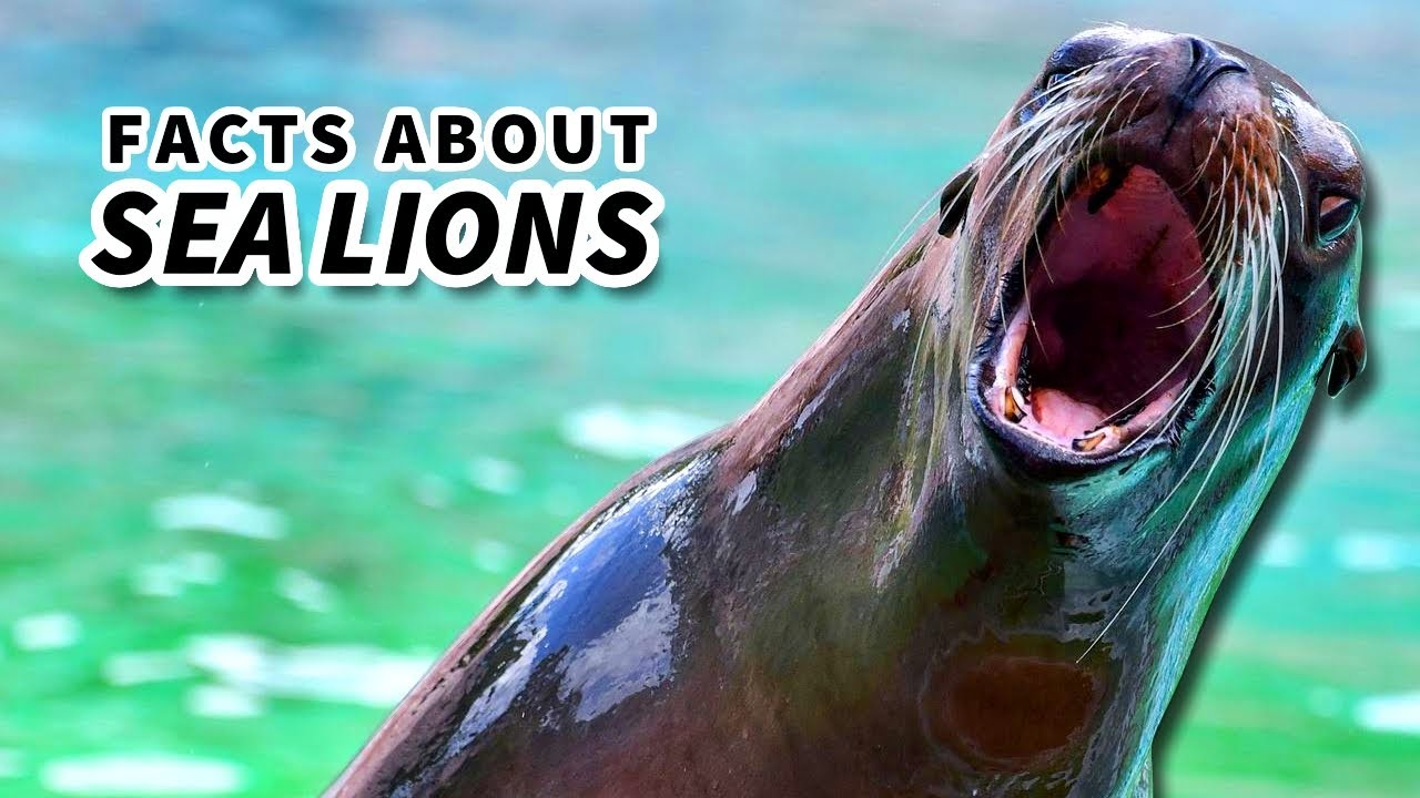 Sea Lion Facts is a SEA LION a SEAL? Animal Fact Files YouTube