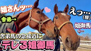 海外から来た可愛くて気が強い姐御馬ピエちゃんが舎弟馬ジプ君の突然の鼻キスにデレる姿が可愛すぎました！！！！！【ツルマルボーイ様のシモベ】