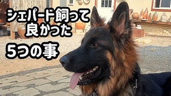 シェパード Youtube