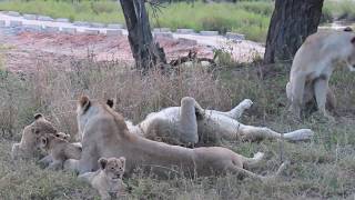 Africa Cubs
