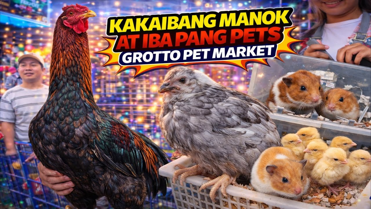 ANG GAGANDA AT KAKAIBANG MGA MANOK! Grotto Pet Market Dogs, Cats and Birds