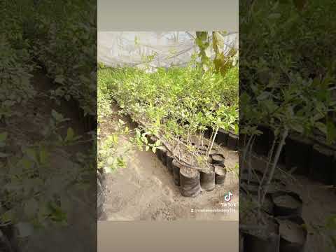 شتلات ليمون بنزهير علي اصل فولك 01001271316