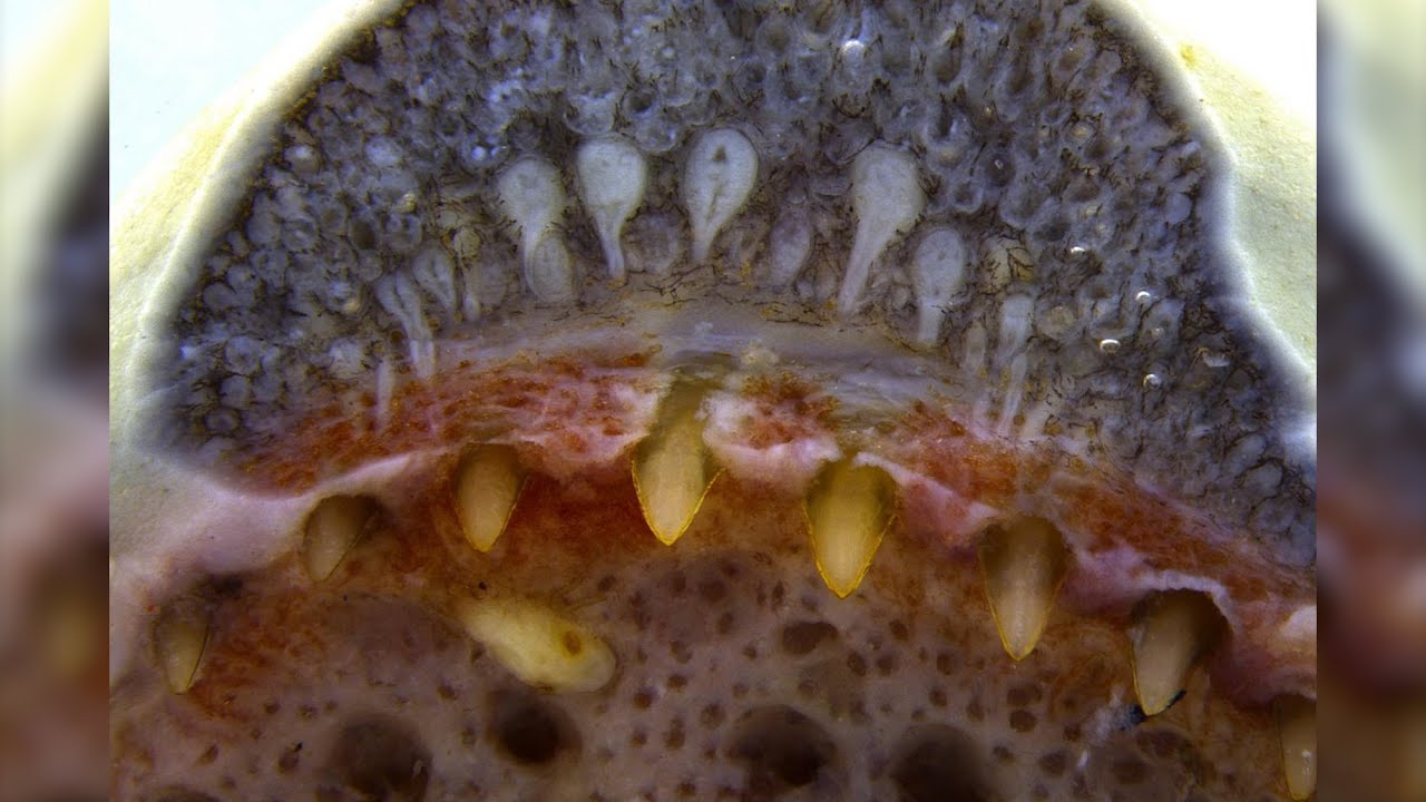 First Evidence of Snake-Like Venom Glands Found in Amphibians