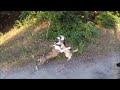 Амстаффтерьер воспитывает очень наглого дворнягу / Amstaff Terrier brings up a very impudent mongrel