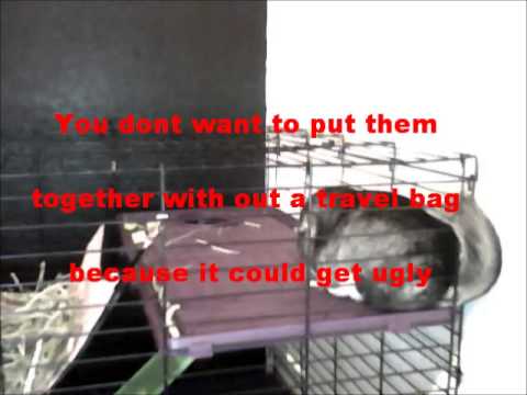 How To Breed Chinchillas By Chins-Network