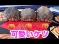 アメフクラガエルのモモケツをぷにぷにする。
