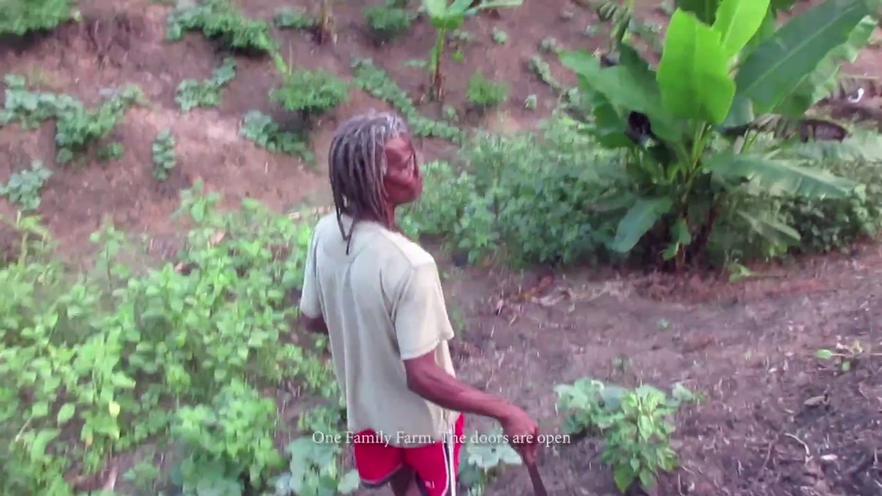 Volunteer in an Organic Farm in Trinidad !! YouTube
