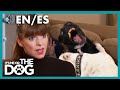 Victoria Finds Out Owners Do Not Follow Dog Training Plan! | It&#39;s Me or The Dog