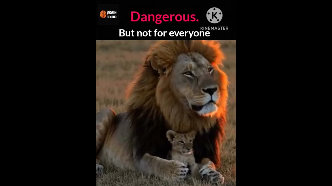 The playful moments show the beautiful bond between the lion and its cub.