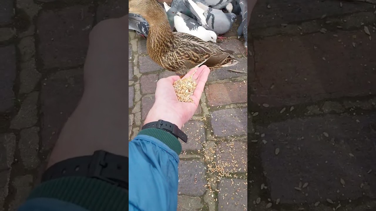 Hand Feeding ✋️ a Hen Mallard Duck Bird Seed 🐦 at Reading Kennet & Avon Canal The 15th of March 2023