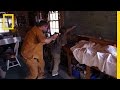 Living Off the Land | Doomsday Preppers Mp3
