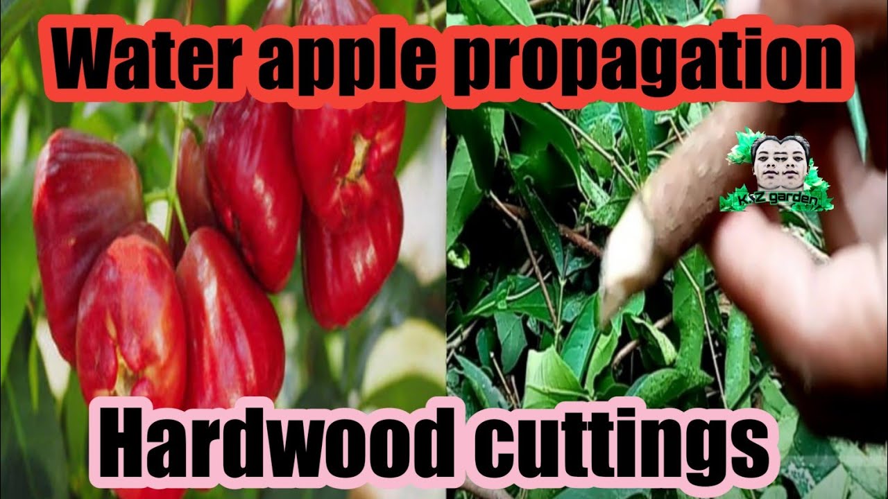 Grow water apple from hardwood cuttings YouTube