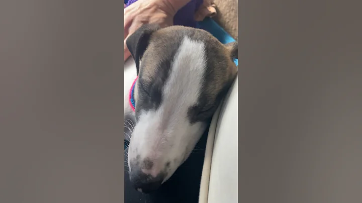 Finan living his best life 👌🐾💙 #whippet #puppy #naptime #cute