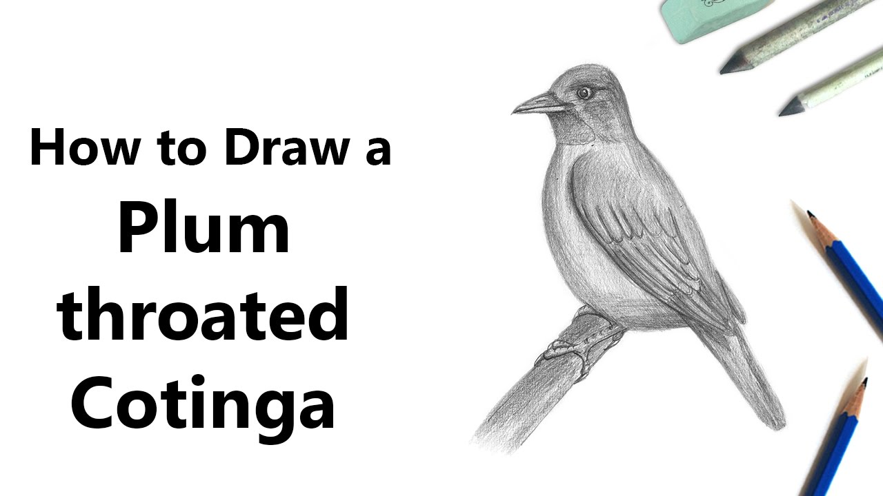 How to Draw a Plum-throated Cotinga with Pencils [Time Lapse] - YouTube