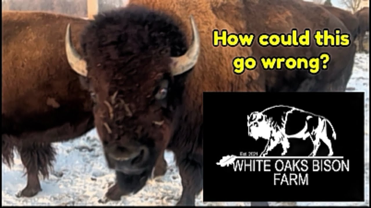 How could this go wrong? We are introducing new bison to our herd!