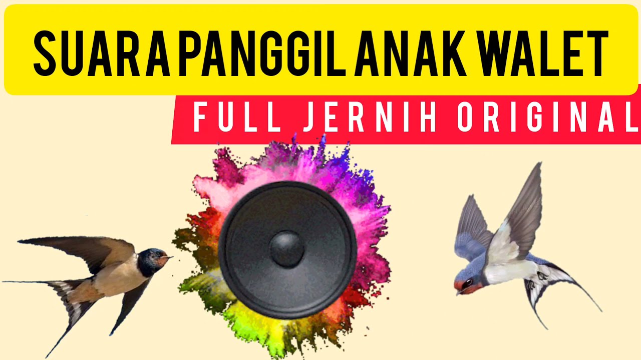Suara walet || suara panggil anak walet || Full jernih  Original