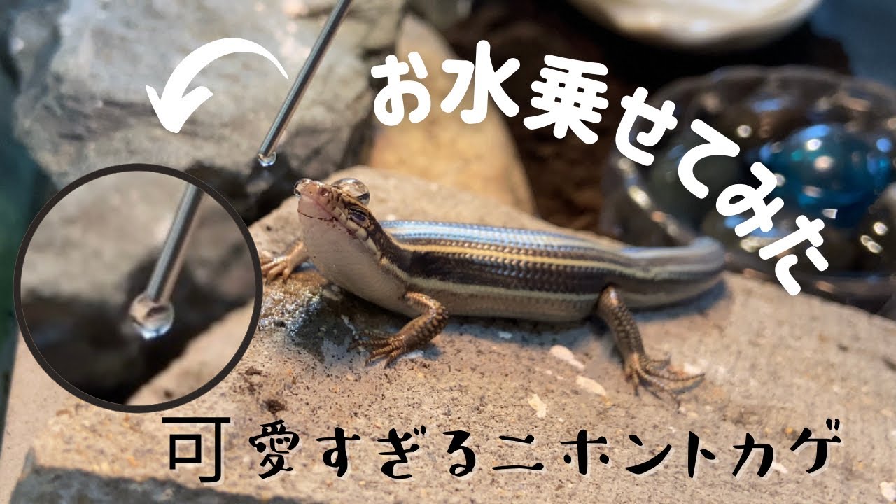 【ニホントカゲ好きのための動画】頭の上に水を乗せてみた#49 Plestiodon japonicus Baby