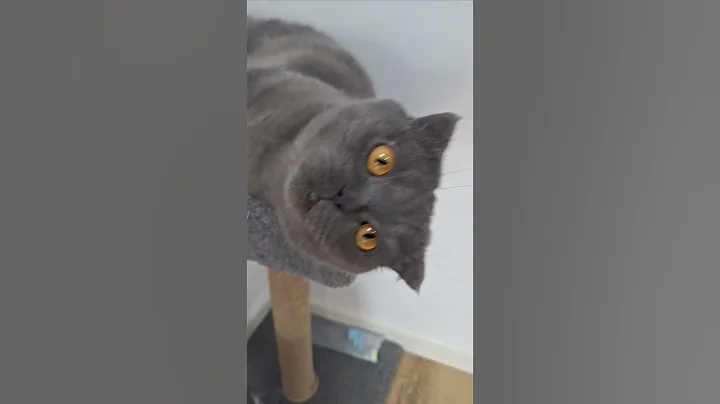 Video 11788371: cats kittens scottishfold cutecat, pets cutecat scottishfold funny, cute pet cat scottishfold, scottishfold cat funnycats