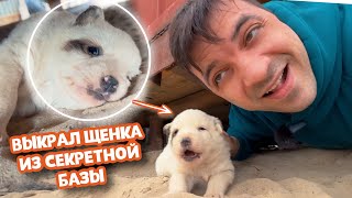 ВЫКРАЛ уникального щенка из СЕКРЕТНОЙ базы! Не шутка!