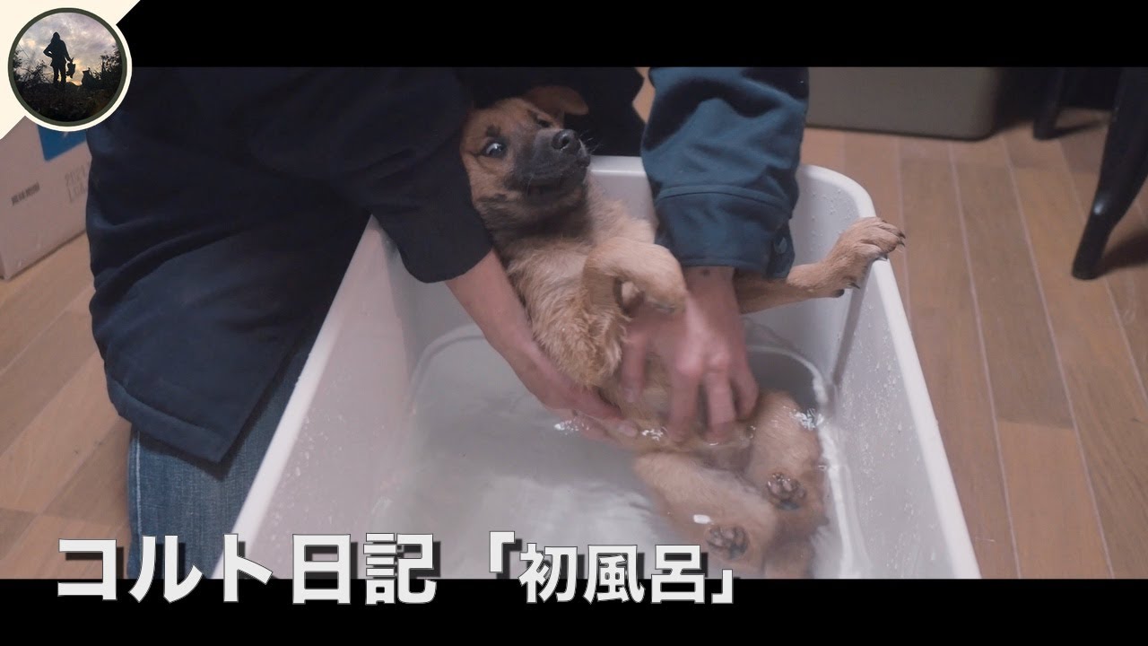 名もなき子犬 まだお湯のでない家で初めての入浴 【コルト動画】2 YouTube