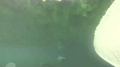 Dolphins 22 12 13