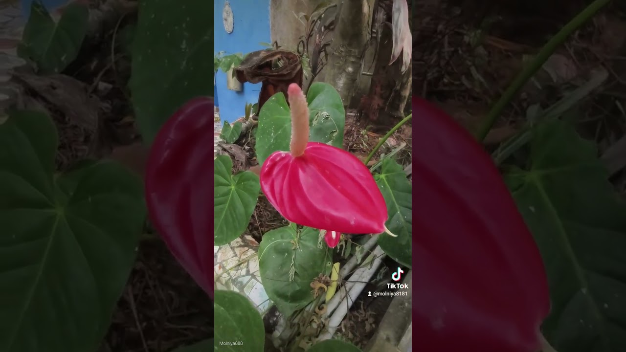 Индия Гоа 2025