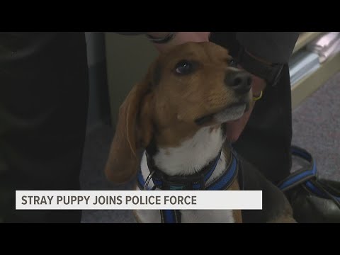 From Homeless To Hero: How A Beagle Puppy Found His New Family Among Susquehanna Twp Police