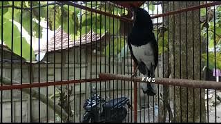 Dijamin Kacer macet, Kacer Muda pasti nyaut dalam sekejap dengan Pancingan Kacer gacor