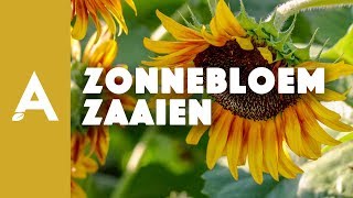 Zonnebloem zaaien - Een groener thuis! #24