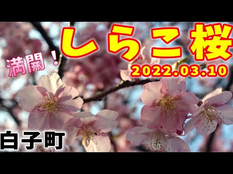 しらこ桜 満開 22年3月10日 河津桜 桜 Youtube