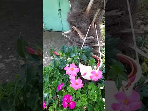 Video: Tropik Hibiskusda Honeydew - Niyə mənim Hibiskusumun yarpaqları hamısı yapışqandır