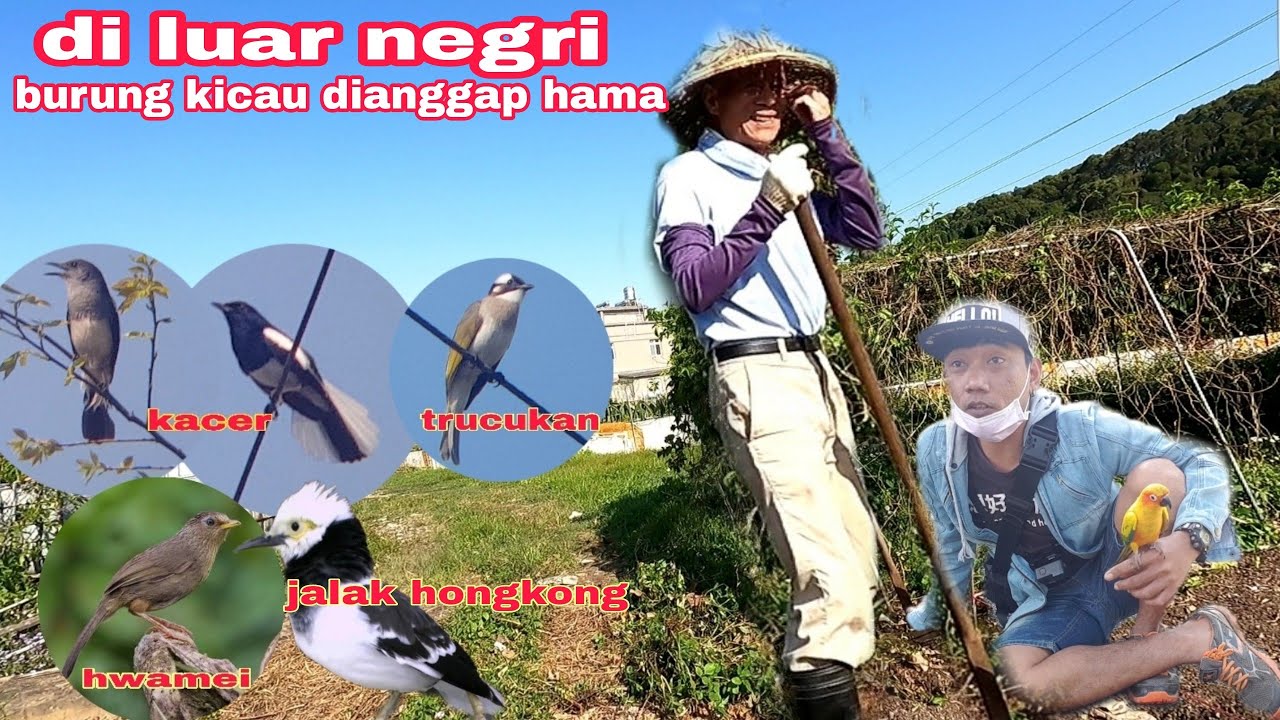 NGERI! petani ini pasrah ketika perkebunan di serang banyak burung kicau