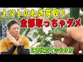トマトわき芽の取り方 2本仕立てで収穫量アップ