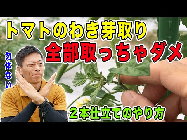 How to remove tomato side shoots: Increase yields by growing two