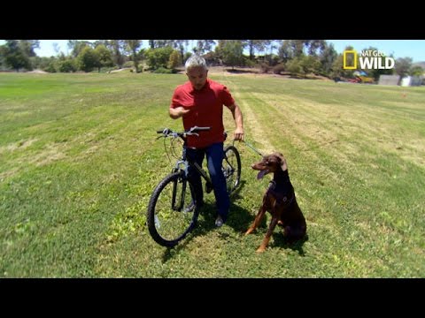 Vidéo: Problèmes avec les chiens d'exercice avec des vélos