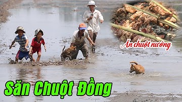 Đi Săn Chuột Đồng Miền Tây | Viet Cali TV