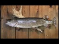 Artistic Taxidermy and Giant Pike