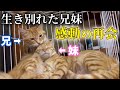 【再会】生き別れた兄妹猫を直接会わせるとこうなりました…