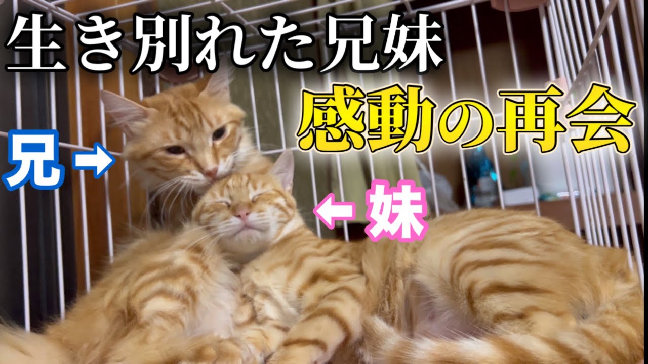 再会】生き別れた兄妹猫を直接会わせるとこうなりました… - YouTube