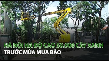 Hà Nội hạ độ cao 50.000 Cây Xanh trước Mùa Mưa Bão| VTC14