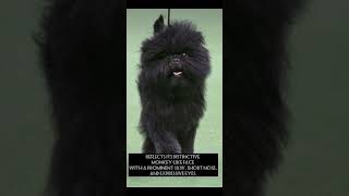 The affenpinscher