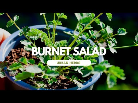 Видео: Salad Burnet Herb: Научете за Salad Burnet, растящ в градината
