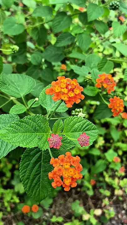 Cinematic Pemandangan#cinematic #video #alam #fypage #fypシ゚viral #lewatberanda