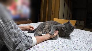 初夏の風を感じる日、甘えん坊猫とばーばとみんなで過ごす穏やかな一日｜猫との暮らし
