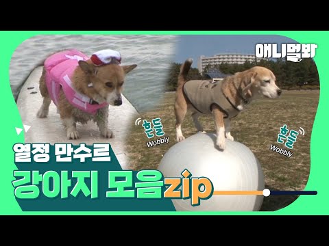 힘 <strong>세고</strong> 오래가는 견전지 🐶 [개너저이저 강아지 몰아보기👀]ㅣCompilation Of Sporty Dogs