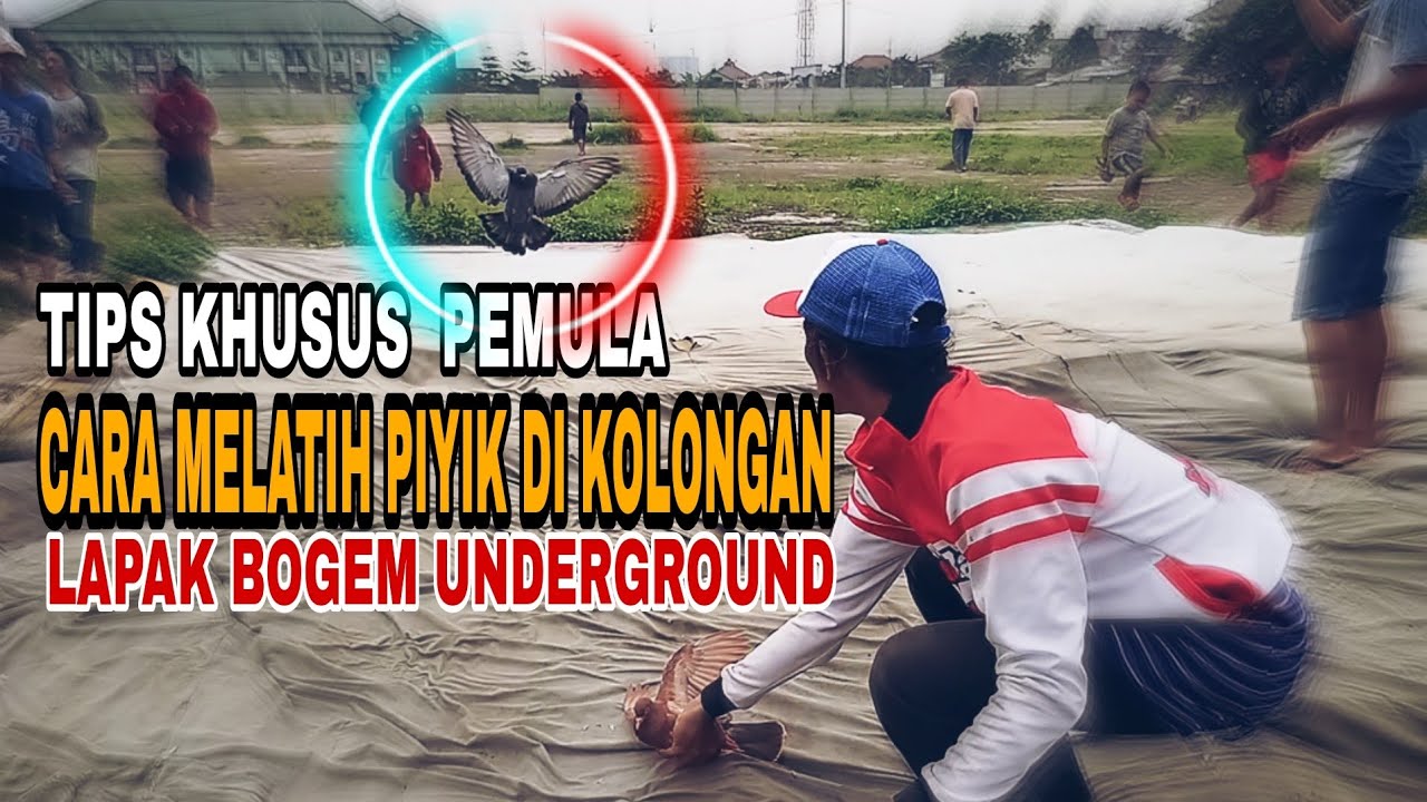 CARA MELATIH MERPATI PIYIK DI KOLONGAN ! TIPS KHUSUS PEMULA MERPATI LOVERS LAPAK BOGEM UNDERGROUND