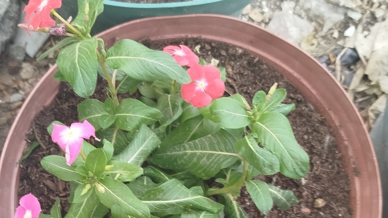 Trasplantado mi Teresitas muy bellísima q son🌸💮🍀🪴👩🏻‍🌾🧋🍉👏🏻💖 #tipsdejardinería  💐🌳🌲🌅🏞️🏝️🌬️🌨️🌻🪻🌿🐝🐦🦋 💞